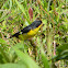 jilguero aliblanco - Pardillo pequeño - Lesser Goldfinch