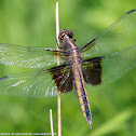 Widow Skimmer dragonfly (female)