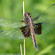 Widow Skimmer dragonfly (female)