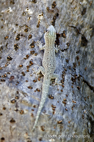 Thick tail gecko