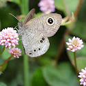 Brown butterfly