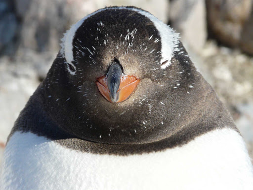 A closeup of a gentoo penguin in Antarctica during a G Adventures expedition.