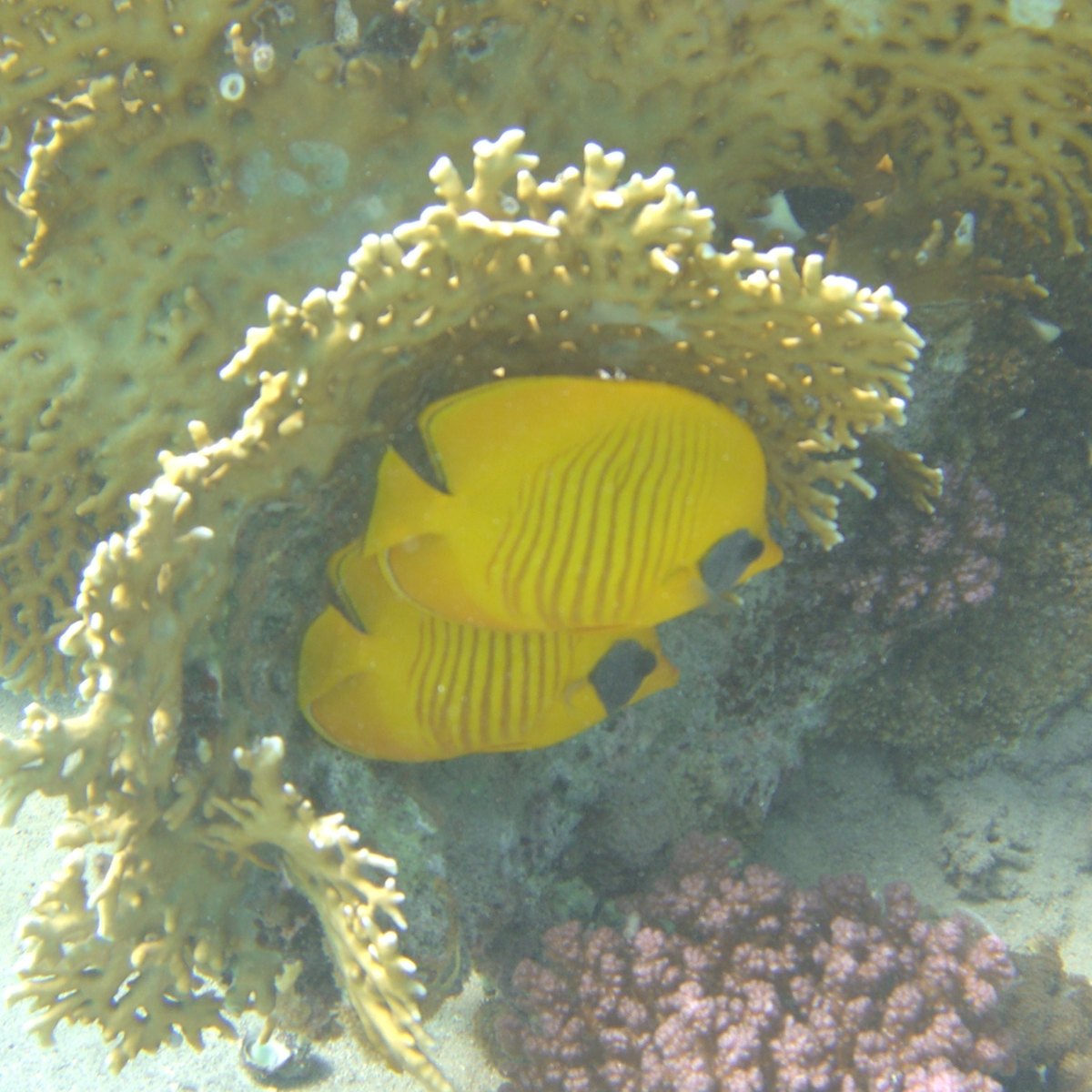 Bluecheek Butterflyfish