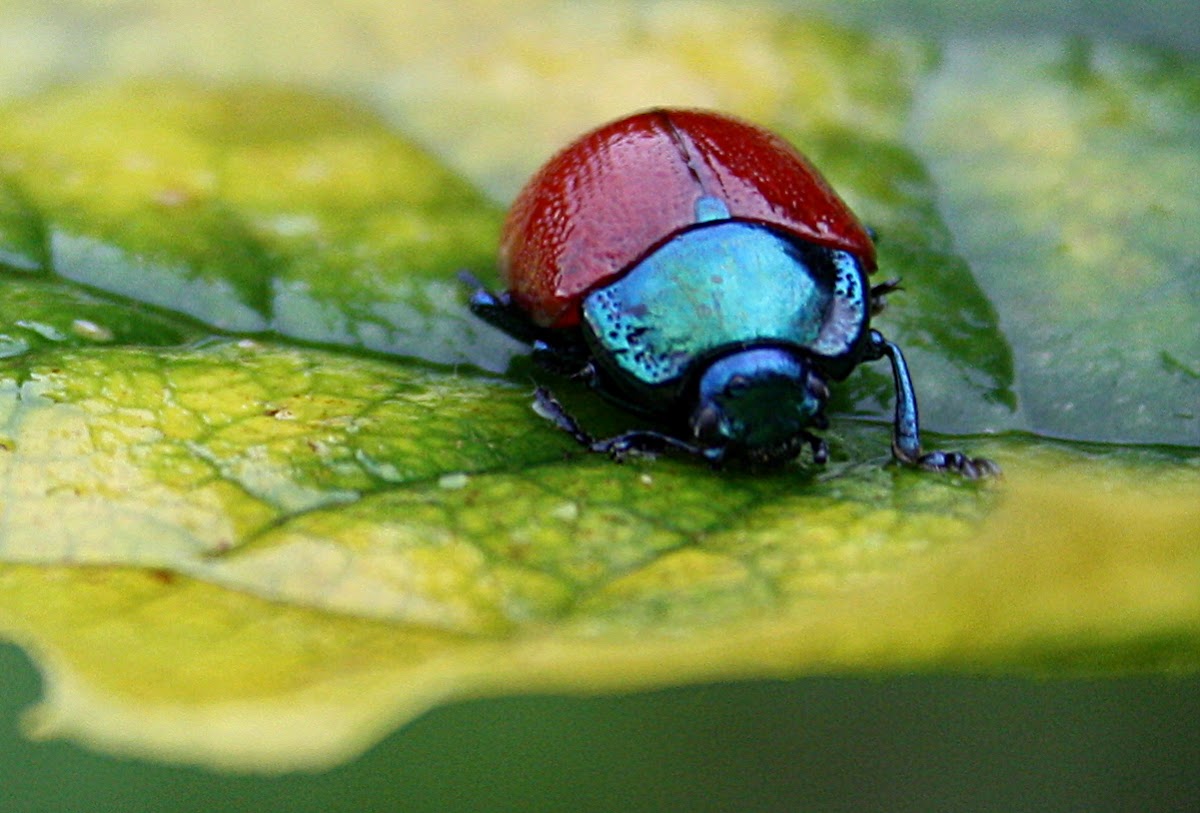Scarlet beetle