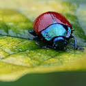Scarlet beetle