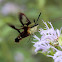 Hummingbird Moth