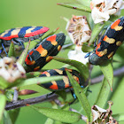 Jewel beetles mania