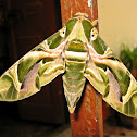 Oleander Hawk Moth