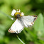Turk's-cap White-Skipper Butterfly