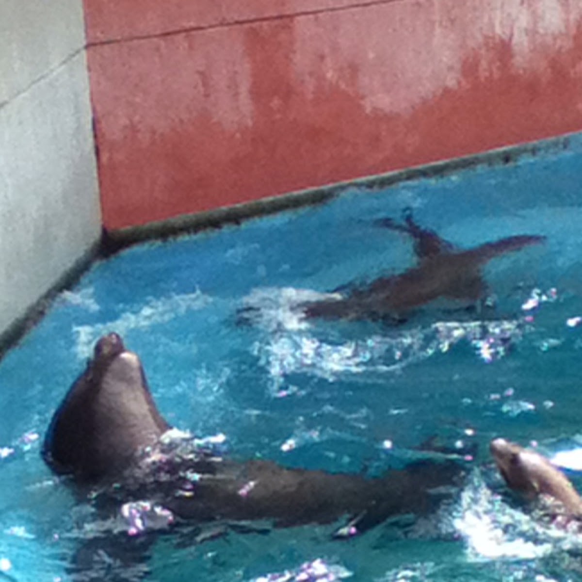 California sea lion