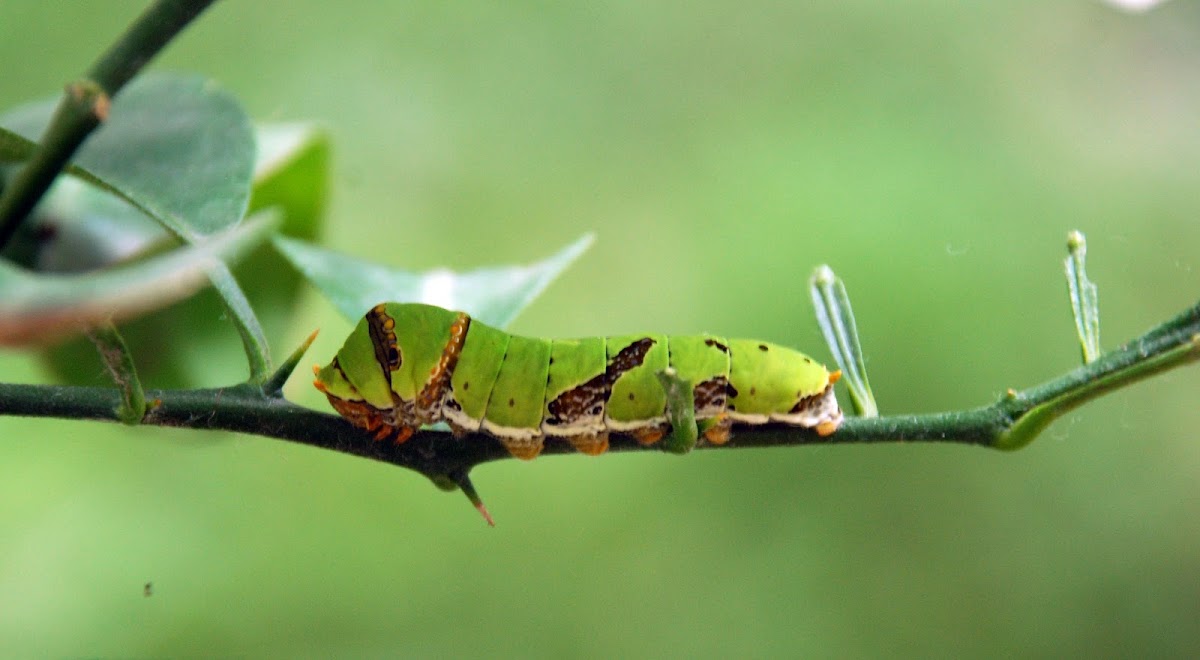 Common Lime Butterfly