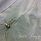 Nephila spider