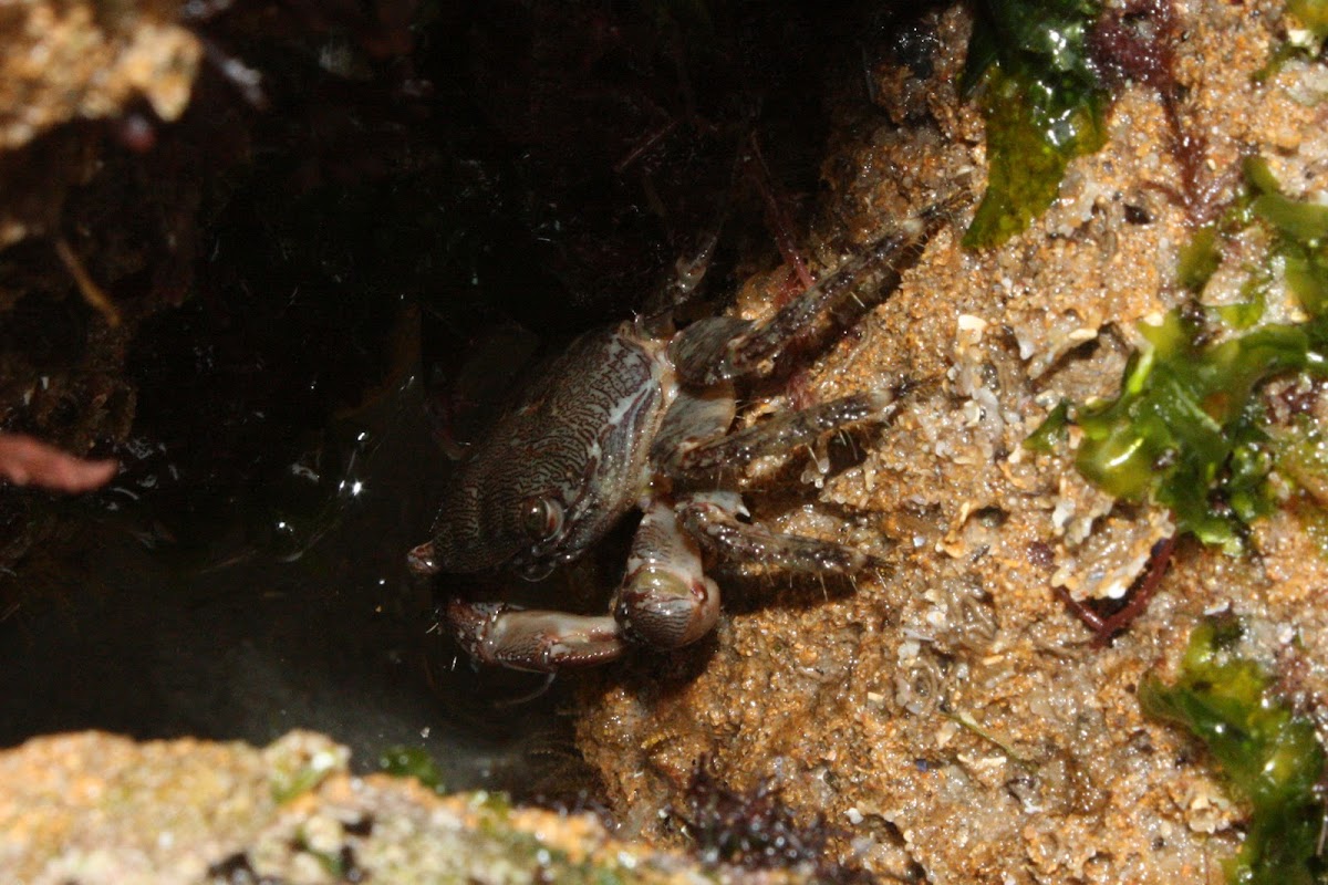 Marbled Rock Crab