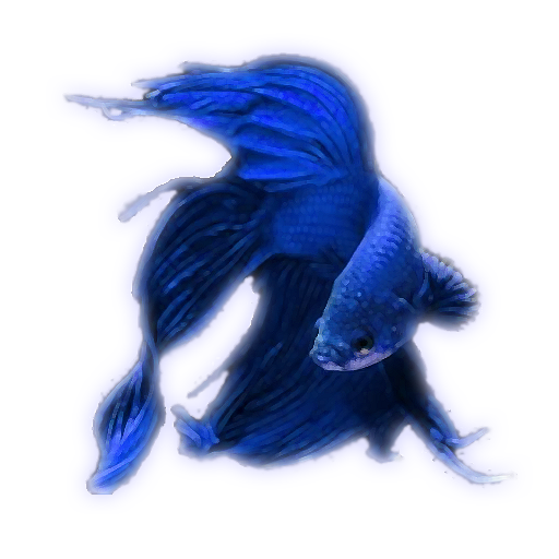 BetaFish2