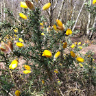 Gorse