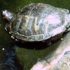 Water Turtle, Red eared Slider