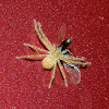 Juvenile Huntsman with insect