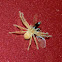 Juvenile Huntsman with insect