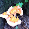 Chicken of the wood