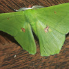 Large Green Aporandria Moth