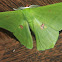 Large Green Aporandria Moth