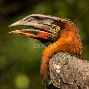 Hornbill by Leyon Albeza - Animals Birds