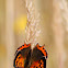 Common Copper, Manto bicolor