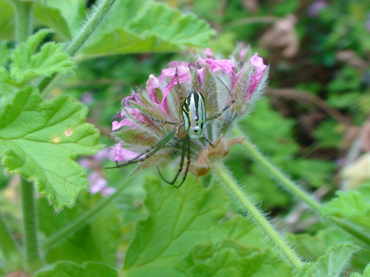 Venusta orchard Spider