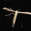Plume Moth