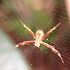 Banded Orb Weaving Spider