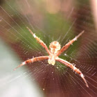 Banded Orb Weaving Spider