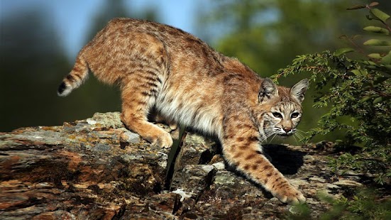 Download Kids ZOO,Animal sounds KidsZoo APK