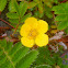 Pacific Silverweed