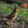 Cardinal - Young female