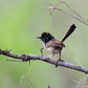 Young Male Red-backed Fairywren