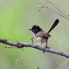 Young Male Red-backed Fairywren