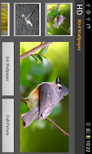 How to download HD Bird Wallpaper lastet apk for pc