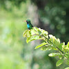 Glittering-Bellied Emerald