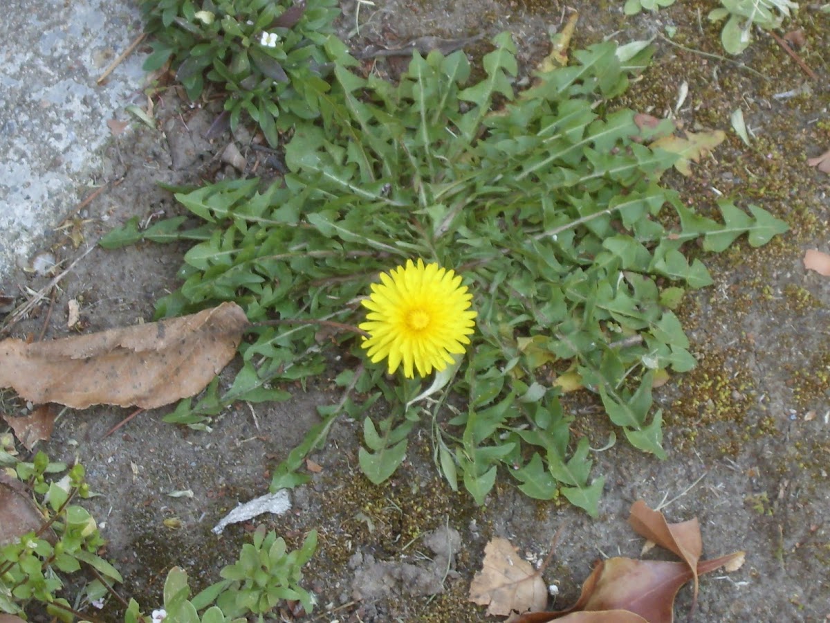 Dandelion