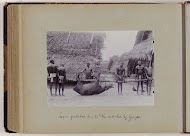 Tapir, geschoten den 23de Nov. 1910 vlak bij Ganzee