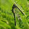 Eastern Pondhawk