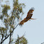 Australian Black Kite