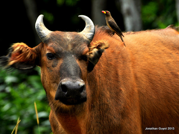 African forest buffalo | Project Noah