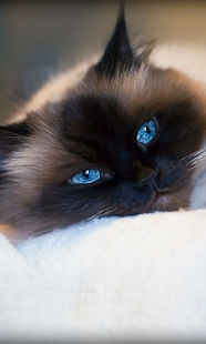 How to get Cats Live Wallpaper patch 1.0 apk for android