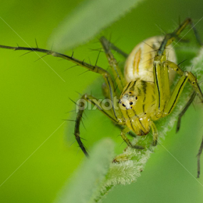 small predator by A Hakim - Animals Insects & Spiders