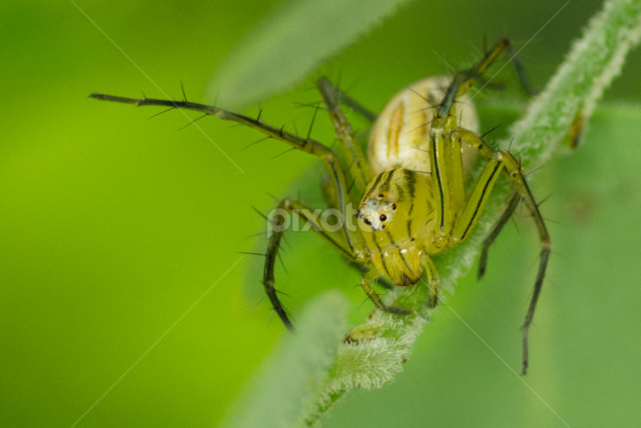 small predator by A Hakim - Animals Insects & Spiders