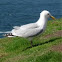 Gaviota argéntea. European herring gull