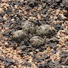 Spur-winged Plover Eggs