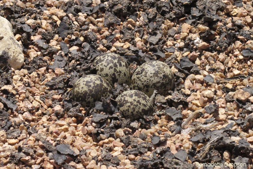 Spur-winged Plover Eggs