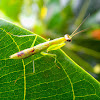 Unidentified Praying Mantis (Nymph)